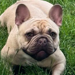 Haylee - French Bulldog