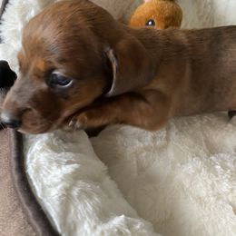 Dachshund Puppies from Bella’s Puppies