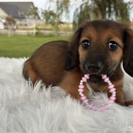 Jupiter - Red female Dachshund puppy in Ontario, Oregon from Get A Long Little Doggie