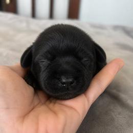 Girl 1 - Black female Miniature Schnauzer puppy in El Reno, Oklahoma from Shannon's Miniature Schnauzers