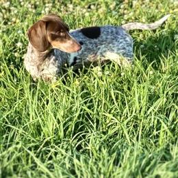 Pete - Dachshund