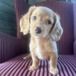 Honey - Wheaten female Dachshund puppy in Arthur, Illinois from Chupp’s Puppies