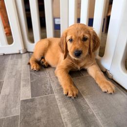 Grey-Olaf - Dark golden male Golden Retriever puppy in Smithfield, Utah from Golden Palms Puppies