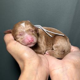 Boy 5 - male Goldendoodle puppy in Palmetto Bay, Florida from SOMIDOODLES