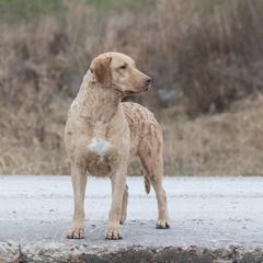 Koa - Chesapeake Bay Retriever