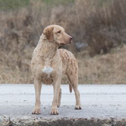 Koa - Chesapeake Bay Retriever