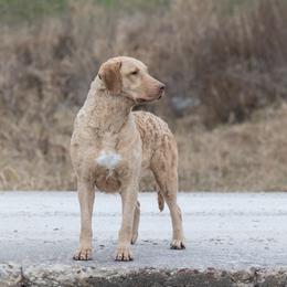 Koa - Chesapeake Bay Retriever