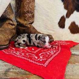 'Hera' - Blue merle female Australian Shepherd puppy in Durand, Wisconsin from Larson’s Legacy Aussome Aussie Kennels