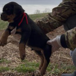 Red Collar Male - Black and rust male Rottweiler puppy in Brandenburg, Kentucky from Boss Rottweiler Haus