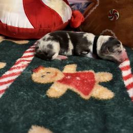 Tinsel - Blue merle and white male American Corgi puppy in Temple, Texas from Silver Moon Cardigan and American Corgis