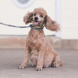 Fiona - Poodle