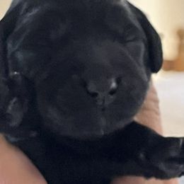 Boy 1 - Black Australian Labradoodle puppy in Menifee, California from Angel Coast Australian Labradoodles