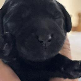 Boy 1 - Black Australian Labradoodle puppy in Menifee, California from Angel Coast Australian Labradoodles