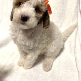 Beska - Parti female Goldendoodle puppy in Mint Hill, North Carolina from DoodleForever