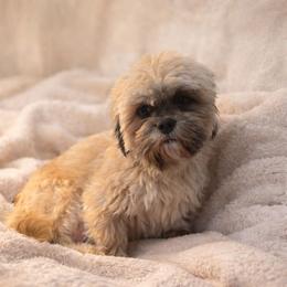 Roberta - Shih Tzu