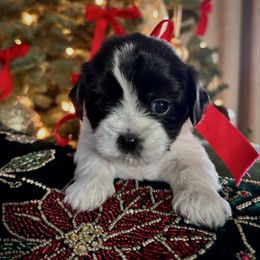 Fortuna - Black and white female Cavatzu puppy in Turlock, California from Charming Woofs