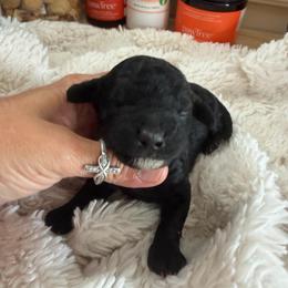 Washington - Black male Goldendoodle puppy in Cherry Tree, Pennsylvania from Plum Creek Acres Next Generation