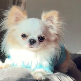Benny - Chihuahua