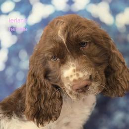 English Springer Spaniel Puppies from Pinwheel Acres
