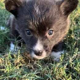 Sophia - Brindle and white female American Corgi puppy in Madison, North Carolina from Montgomery Corgis