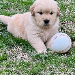 Golden Retriever and Pug Puppies from Copperfield’s Goldens
