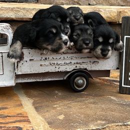 Miniature Schnauzer Puppies from Whistling Dixie Schnauzers