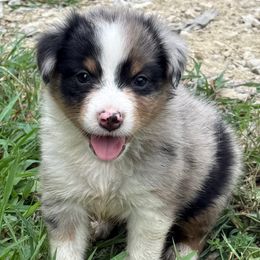 Macadamia - Blue merle female Australian Shepherd puppy in Eubank, Kentucky from Red Feather Aussies