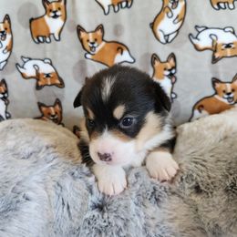 Chopper - Black and tan male Pembroke Welsh Corgi puppy in Louisburg, North Carolina from Lucky Penny Corgis