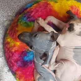 American Hairless Terrier All Grown Up from ZFG