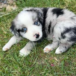 Jett - Blue merle male Miniature Australian Shepherd puppy in Marion, Michigan from Highland Hills Mini Aussies