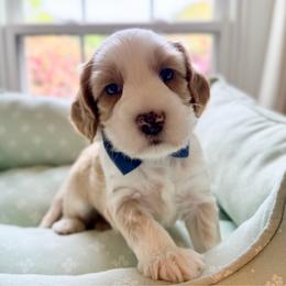 Basil - Caramel male Australian Labradoodle puppy in Summerfield, North Carolina from Four Oaks Labradoodles