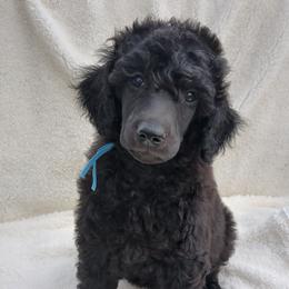 Douglas (boy) - light blue collar - Blue male Poodle puppy in Tullahoma, Tennessee from Peaceful Valley Poodles