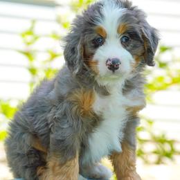Willie - Blue merle male Bernedoodle puppy in Dundee, Ohio from Down Home Doodle