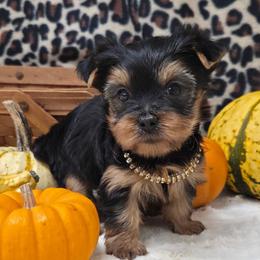 Trixie - Blue and gold female Yorkshire Terrier puppy in Monticello, Iowa from Ashley’s Puppies