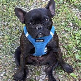 French Bulldogs from First Loved French Bulldogs