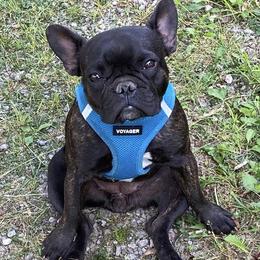 French Bulldogs from First Loved French Bulldogs