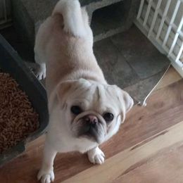 Ryder - Pug (Non-standard)