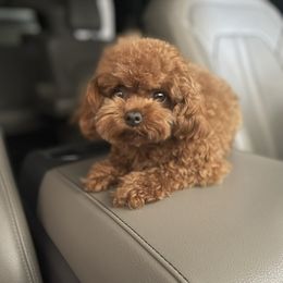 Full grown Girl small toy red poodle - Red  female Poodle puppy in Bakersfield, California from Pups and Paws Toy Poodles