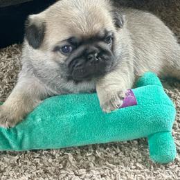 Teal - Fawn female Pug puppy in Baylis, Illinois from Cameo's Pugs