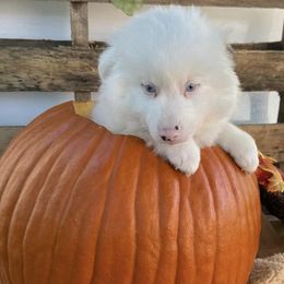 Pomskies from Golden gate kennels