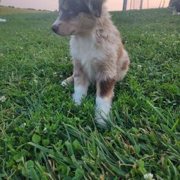 Girl 2 - Australian Shepherd puppy in Crooksville, Ohio from VanHorn Australian Shepherds