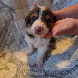 Justice - Tri-color male Border Collie puppy in Watsontown, Pennsylvania from Kate Gresham