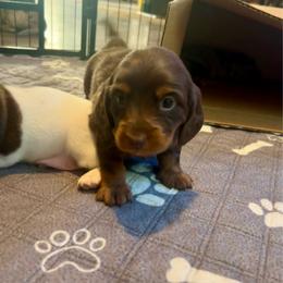 Hershey - Chocolate and tan male Dachshund puppy in Louisa, Kentucky from Mini Doxies of Eastern KY