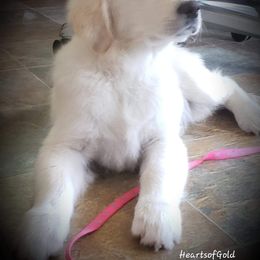 Golden Retriever Puppies from Hearts Of Gold Retrievers LLC