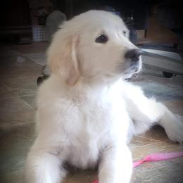 Golden Retriever Puppies from Hearts Of Gold Retrievers LLC