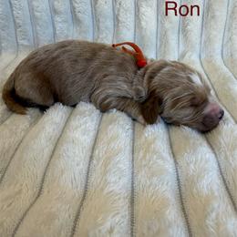 Ron - Red  male Goldendoodle puppy in Conroe, Texas from Tails of Cypress