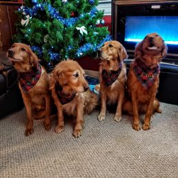 Golden Retrievers from Sunset Ranch Golden Retrievers