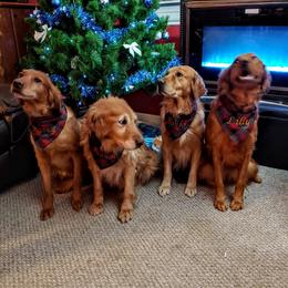 Golden Retrievers from Sunset Ranch Golden Retrievers