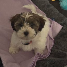 Poppy - Red sable female Havanese puppy in Independence, Iowa from EClair's Havanese