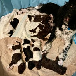 Poodles from Jacks Mountain Standards